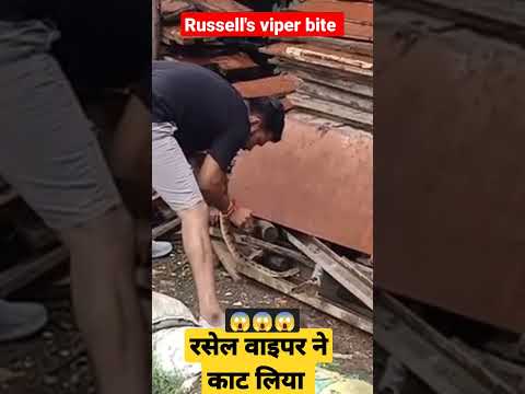 live russell viper snake bite #shorts #youtubeshorts #viralvideo