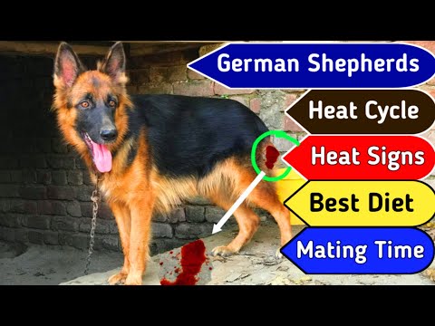 German Shepherd Female On Heat |Dog heat signs and symptoms |German shepherds