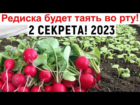 Редис вкуснее Вы не знали. Как получить хороший урожай редиса? Выращивание редиса.