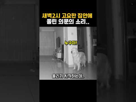 새벽 2시 고요한 집안에 들린 의문의 소리 # #강아지 #댕댕이 #동물영상 #동물반응 #강아지반응