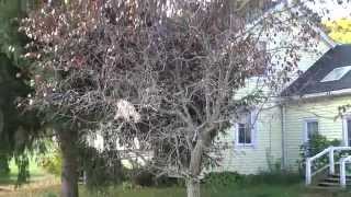 Vermont Tree death due to chemtrails video 6