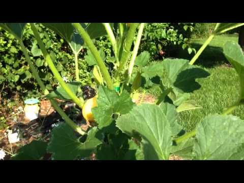 Organic Gardening- Lemon Squash
