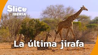 Thumbnail del capítulo