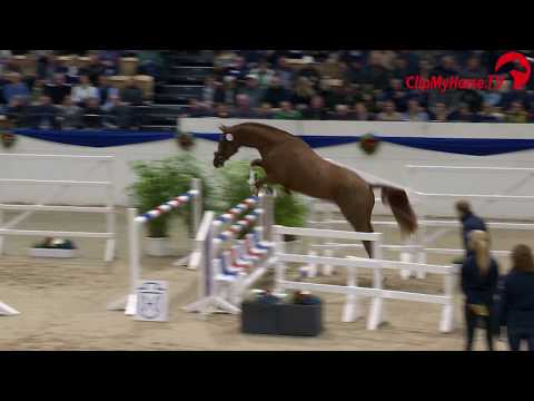 Holsteiner Körung 2019 - Nr. 13 Cimbalou