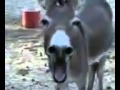 Donky Lafing