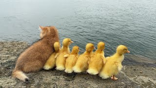 The amazing kitten raises six ducklings. The mother duck is too lazy. They go on a trip.🤣Cute funny