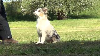 Babylon at Real Pearl obedience