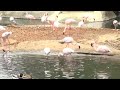 Safari Park Has More Baby Flamingos Because Of Same Sex Pair