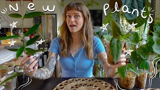 i got 10 new plants 😮 top wishlist hoya & anthurium!