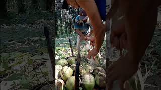 Download lagu intropeksi diri masing masing ya guys 🥥#serabutan#tukangkelapa#viral#trending mp3