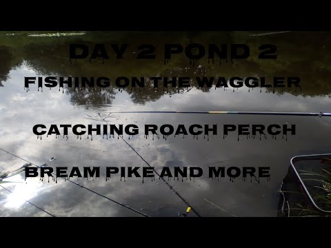 HOW TO catch roach bream and perch on the waggler #fishing #newbeginingsfishing #angling