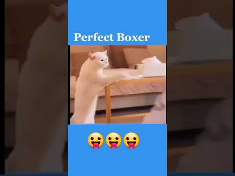 Watch the end Funny pets 🤣🤣🤣#cat #cats #dog #shorts #shorts