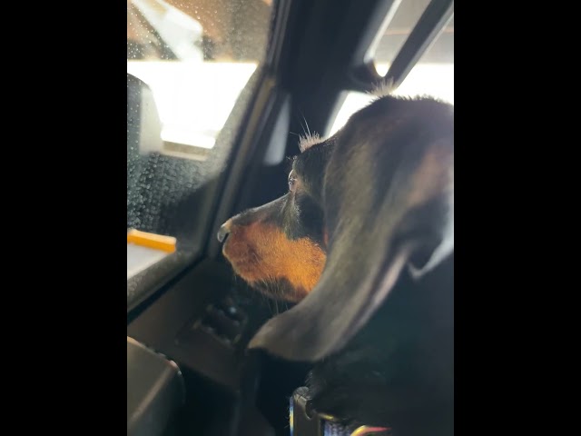 Zoey's Separation Anxiety in the Truck