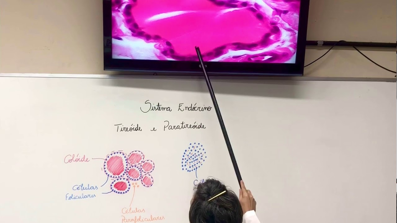 Sistema Endócrino - Tireóide e Paratireóide