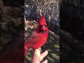 Pet Cardinal