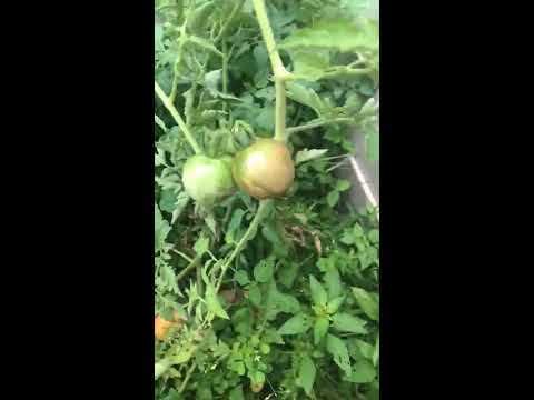 Garden Peach tomato