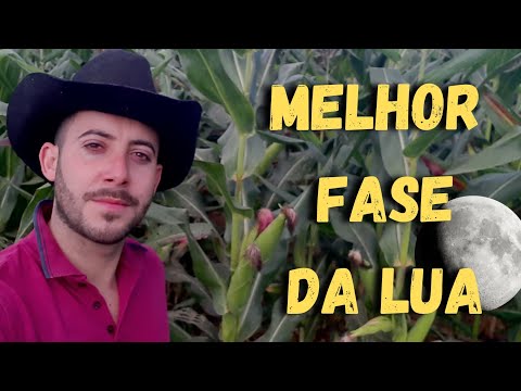 Qual melhor lua para plantar milho e feijão?