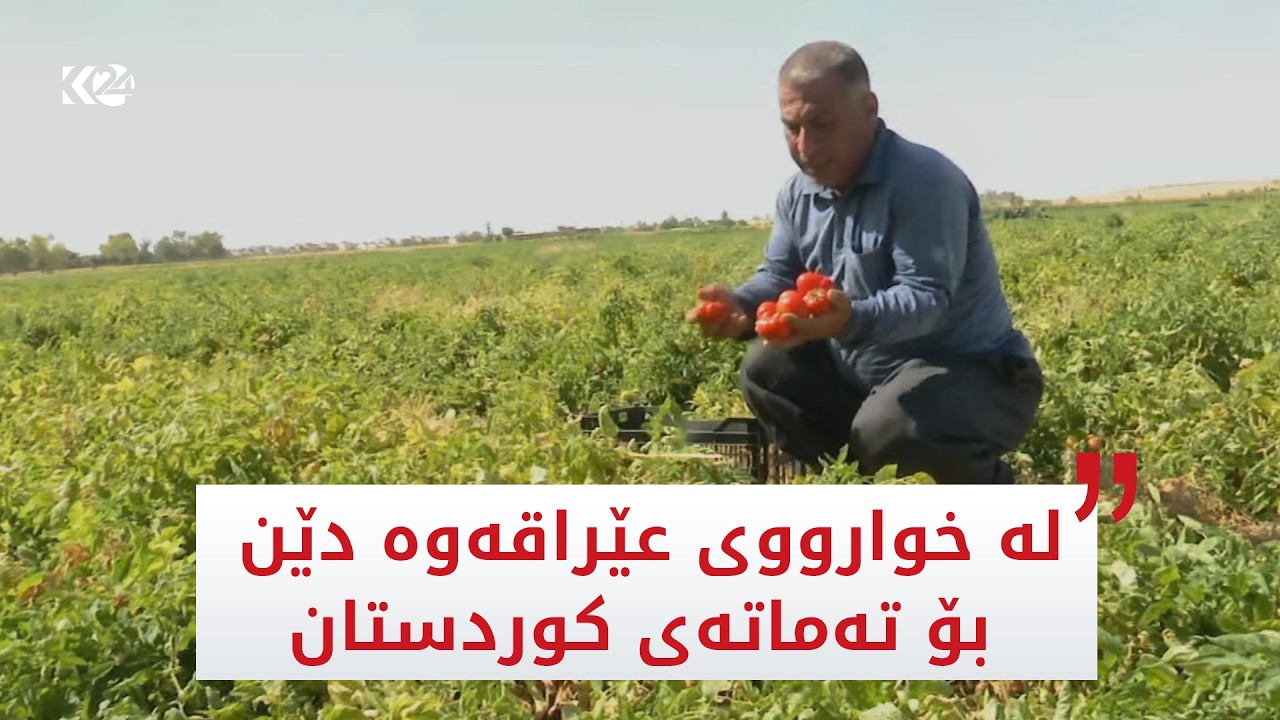ڤیدیۆ | لە گەرمیان بەرهەمی تەماتەی ئەمساڵ پێگەیشتووە