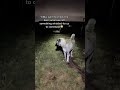 When U Hear Something Whistle At U In The Night No You Didn T Our Livestock Guardian Dog Reacts