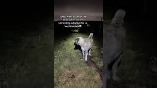Download lagu When u hear something whistle at u in the night.. no you didn’t. Our livestock guardian dog reacts mp3
