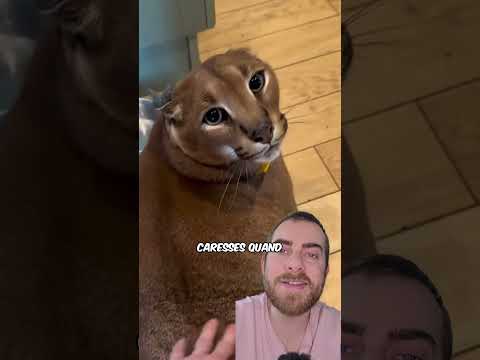 Ils se Mettent à ADOPTER DES CARACALS 🐈 #shorts
