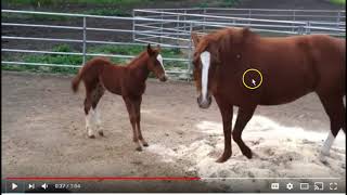 Great Example of Mama Horse Giving Her Foal Some Schooling - Horse Body Language