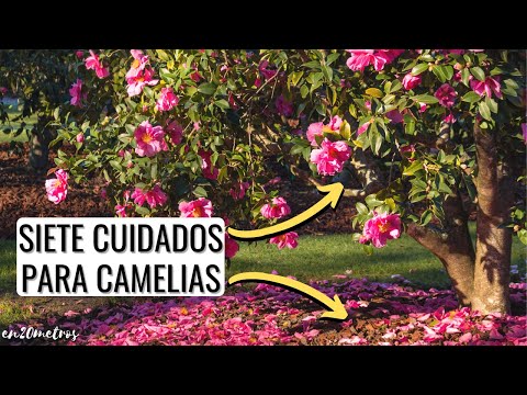 , title : 'Principales CUIDADOS PARA CAMELIAS: crece más rápido, más verde y con más flores || en20metros'