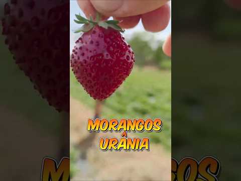 COLHENDO MORANGOS em Urânia 🍓 Vale a pena? 😅