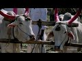 Dharni Aaichi Maya Marathi Song