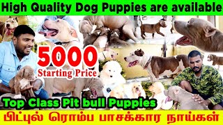 Adorable Dog Puppies for Sale in Chennai | Adorable Pitbull Puppies | Pitbull | Bully Kutta | Dogo