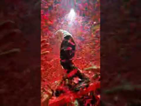 dallas night 2 #twentyønepiløts #twentyonepilots #tøp #tylerjoseph #joshdun #dallas #september7