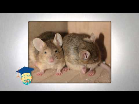 Ask the Pest Professor: Mouse Hunt