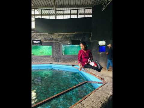 කිරි මුහුදු වෙරළේ, නැලවී තරංගා... | Cover by Sriyani Dissanayaka. 🎵🌊🎵