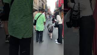 迪化街でペットの散歩⁈｜台北 #動物
