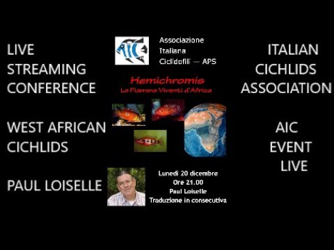 , title : 'PAUL LOISELLE *HEMICHROMIS Africa's Living Flames* AIC EVENT LIVE* West African Cichlids Conference'