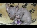 Don Sphynx - Jumaane Sdyron - Don Sphynx cats