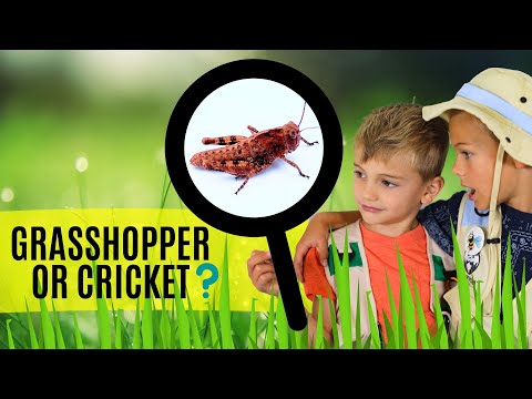 Cricket or Grasshopper? (Facts about crickets and grasshoppers)