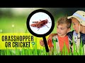 Cricket Or Grasshopper Facts About Crickets And Grasshoppers