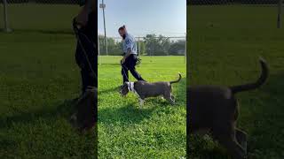 Video preview image #1 American Pit Bull Terrier Puppy For Sale in Techny, IL, USA