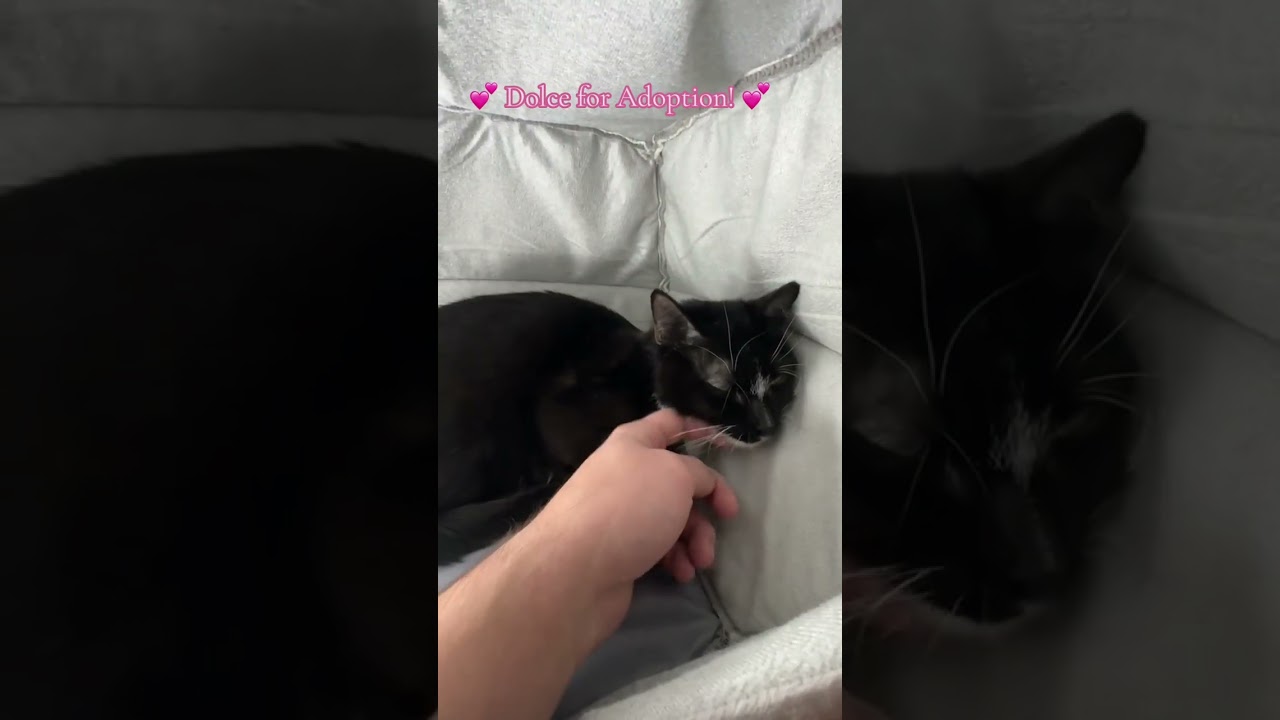 Enlarge Dolce, a ADOPTABLE Domestic Short Hair in Greenburgh, NY video 5/5