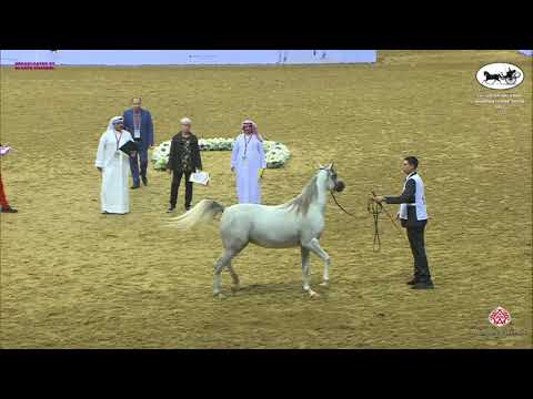 N 184 AMORA AL SHAQAB   Qatar National Arabian Horse Championship 2021   Fillies 2 Years Old Class 4
