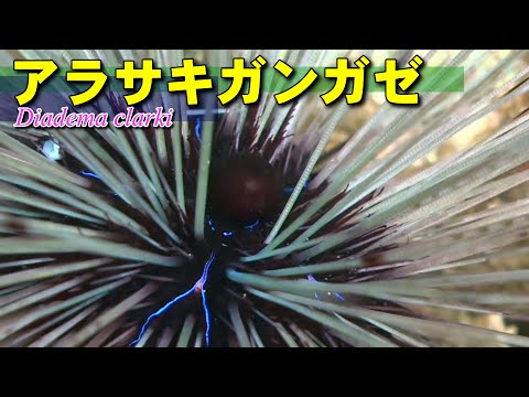 日本沿岸で普通に見られるアラサキガンガゼ