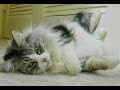 Thumbnail image 8
