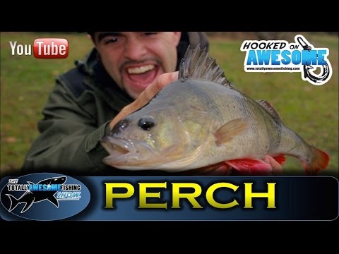 Drop Shot Fishing for PERCH -TAFishing Show