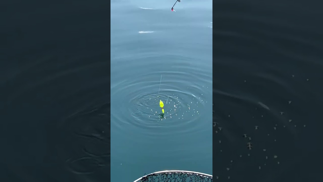 目がぼんやり見えてきた子猫に、鯛を釣りに行きました！