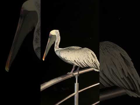 Pelican in  Puerto Ayola, Santa Cruz island in Galápagos