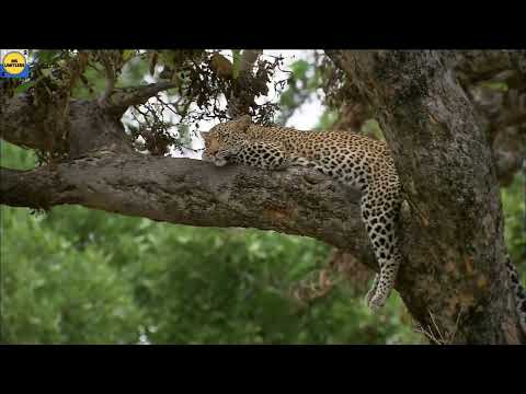 The Strongest LION PRIDE in Luangwa Valley - Circle Of Life "The Lion King" Secrets or lions' lives.