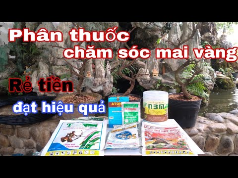 Phân thuốc chăm sóc mai vàng rẻ tiền, đạt hiệu quả