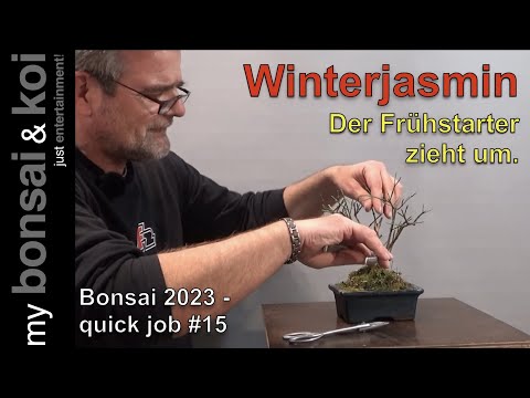 Bonsai 2023-21 - quick job #15 - Winterjasmin - der Frühstarter zieht um