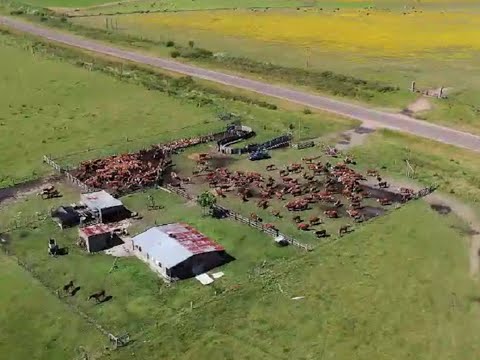 Video de YouTube - Campo en Tacuarembó ref. 9132